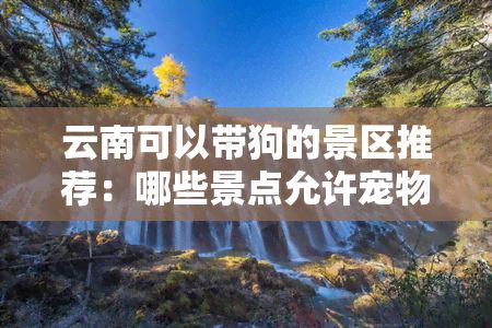 云南可以带狗的景区推荐：哪些景点允许宠物进入？