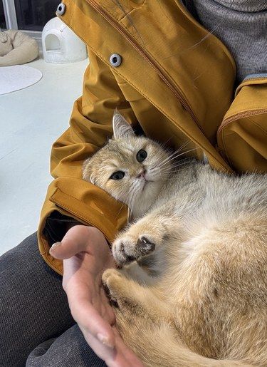 合肥坠超级干净猫咖