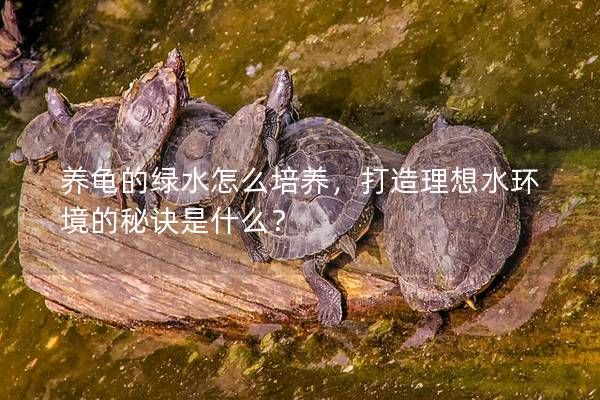 养龟的绿水怎么培养，打造理想水环境的秘诀是什么？
