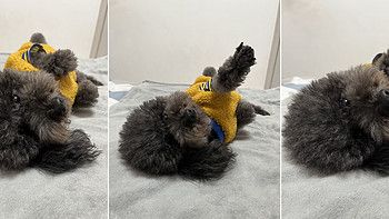 养狗6年丨买的最值的一件养狗好物+狗狗钟爱7年的狗狗用品