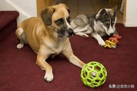 狗狗用品可以放洗衣机洗吗,狗狗的玩具如何清洗