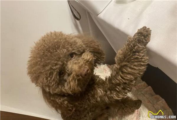 你有哪些好用安全的宠物营养品推荐？
