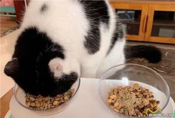 你有哪些好用安全的宠物营养品推荐？