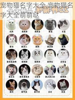 宠物猫名字大全,宠物猫名字大全萌萌哒