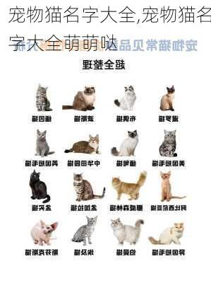 宠物猫名字大全,宠物猫名字大全萌萌哒