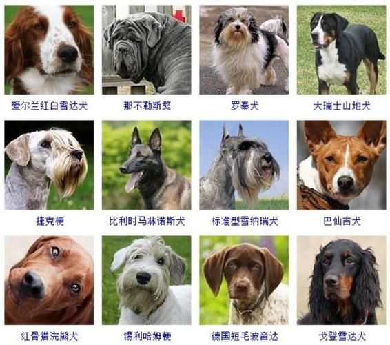 宠物狗名字大全萌萌哒女生霸气（宠物狗名字大全高端）