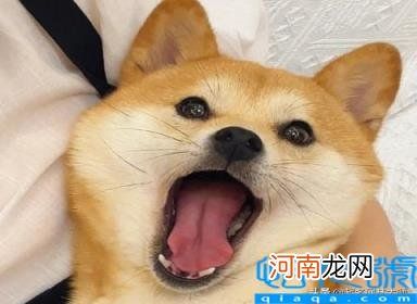 宠物狗的名字大全 61个“萌萌哒”狗狗名