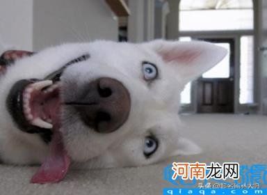 宠物狗的名字大全 61个“萌萌哒”狗狗名