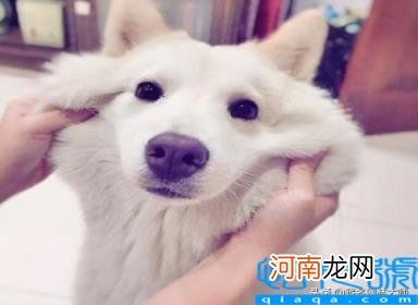 宠物狗的名字大全 61个“萌萌哒”狗狗名
