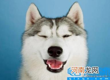 宠物狗的名字大全 61个“萌萌哒”狗狗名