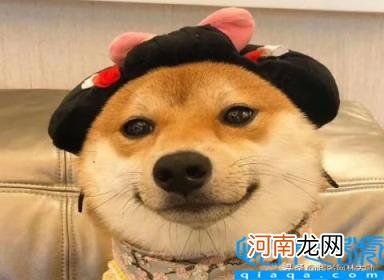 宠物狗的名字大全 61个“萌萌哒”狗狗名