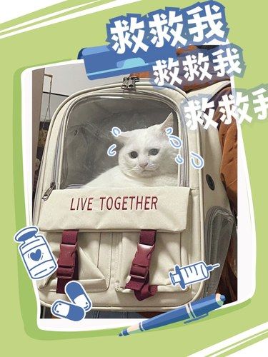 16斤猪咪的体检日常