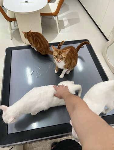新手铲屎官带猫看病，安侨医院超暖心！