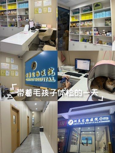 带着毛孩子体检的一天