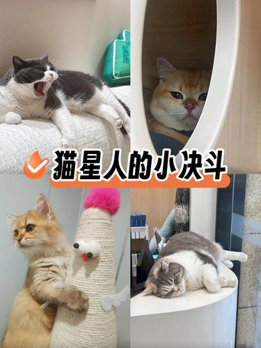 医院里的可爱喵们
