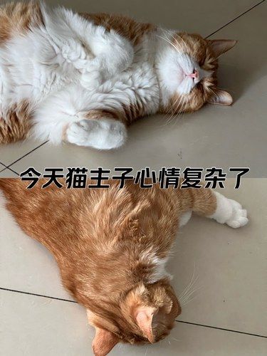【定期疫苗】萌兽医馆（常营店）