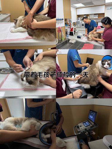 带着毛孩子体检的一天