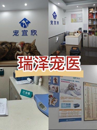 在厦门！终于给喵主子找到了靠谱的宠物