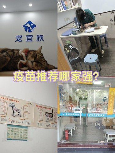 我家的猫咪点点最近到了该打疫苗的时间了