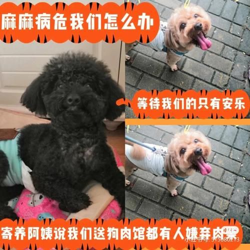 狗安乐需要多少钱（狗狗安乐后多久完全死亡）