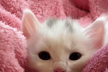 00后给宠物起名