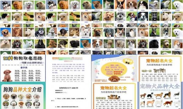 宠物狗的名字适合叫什么