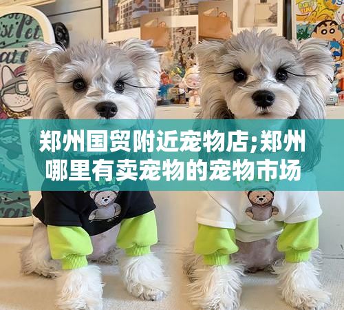 郑州国贸附近宠物店;郑州哪里有卖宠物的宠物市场