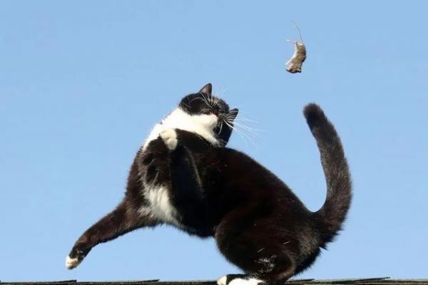 捉老鼠的猫怎么养_训练宠物猫捉老鼠_捉老鼠宠物猫训练方法