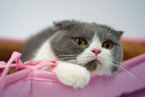 猫咪可以顺丰托运吗（宠物托运价格表，猫咪如何安全顺利运输）