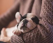 幼犬期狗宝宝的喂养注意事项