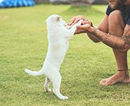 初乳对幼犬的重要性