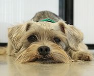 狗狗吃冰冷食物的危害