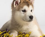 如何为爱犬挑选优质的 食物