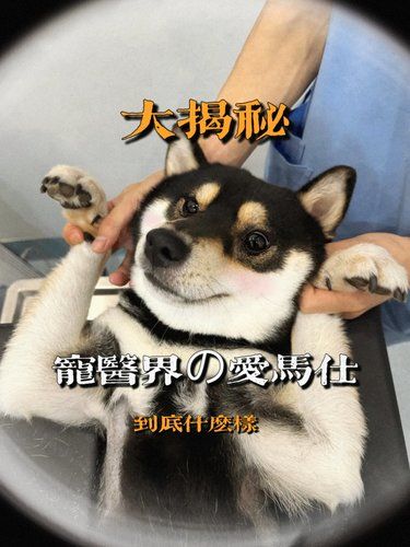 太哇塞[色]宠物界的爱马仕【24小时待命】