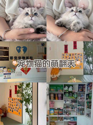 毛茸茸的猫咪这谁不爱[种草][种草]