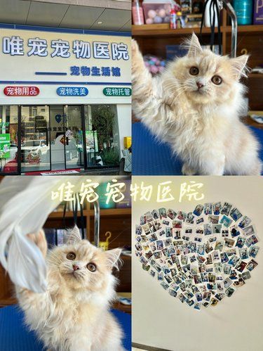 唯宠宠物医院/全天候贴心守护，让爱宠健康无忧
