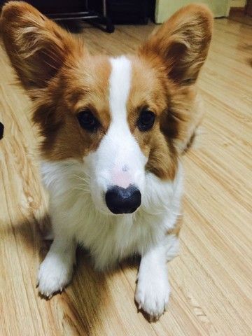 如何照顾你的宠物犬