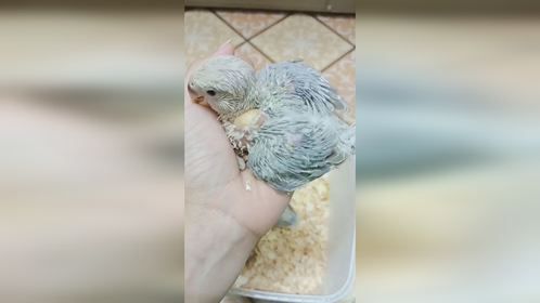 人工繁殖的牡丹鹦鹉太亲人了，从小开始手养特别黏人