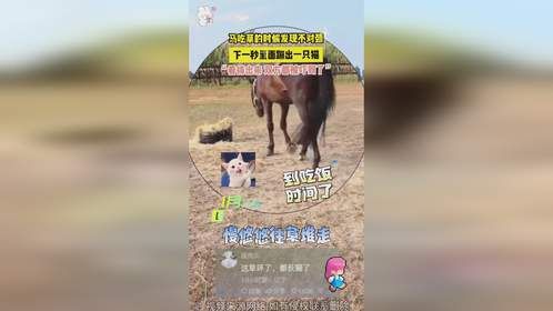 马吃草的时候发现不对劲，下一秒里面蹦出一只猫