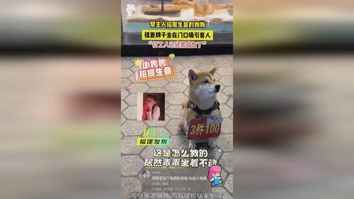 帮主人招揽生意的狗狗