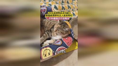 橘猫睡觉压到狸猫的腿，狸猫疼得呼叫主人前来帮忙，不料橘猫仍不知悔改
