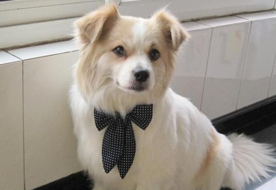 蝴蝶犬长牙时间详解（宠物蝴蝶犬的生长发育全过程）