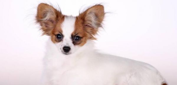 如何训练你的蝴蝶犬成为优秀宠物？（掌握训练时机与技巧，让你的蝴蝶犬成为你的好伙伴。）