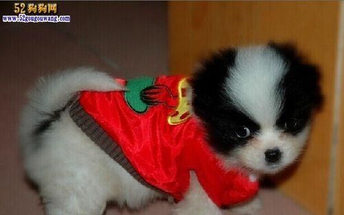 蝴蝶犬秋季护理指南（宠物主人必看，让爱犬健康过秋）