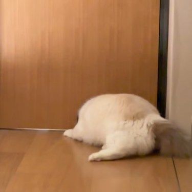 凌晨3点不睡觉，努力帮我干家务