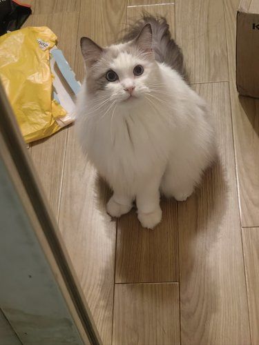 治愈系猫咪治愈你的心