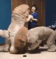 巨型贵宾犬性格怎么样