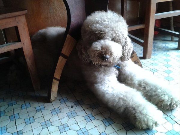巨型贵宾犬性格怎么样