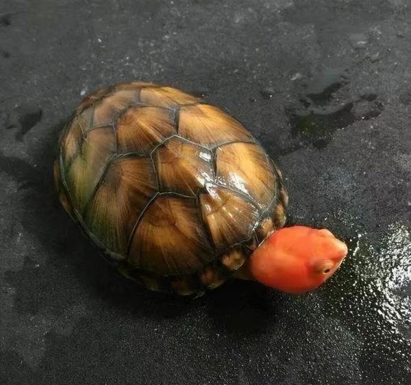 宠物龟养什么品种好,新手养什么龟比较好养