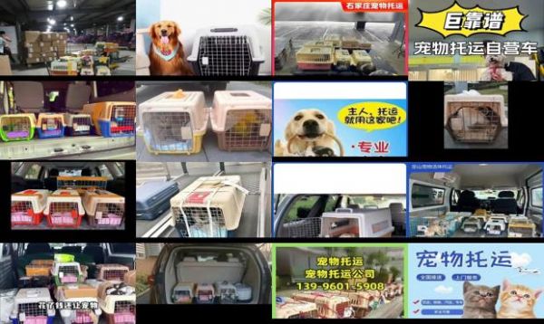 宠物狗托运物流公司